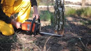 Best Storm Damage Tree Cleanup  in Jefferson, TX