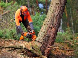 Best Hazardous Tree Removal  in Jefferson, TX