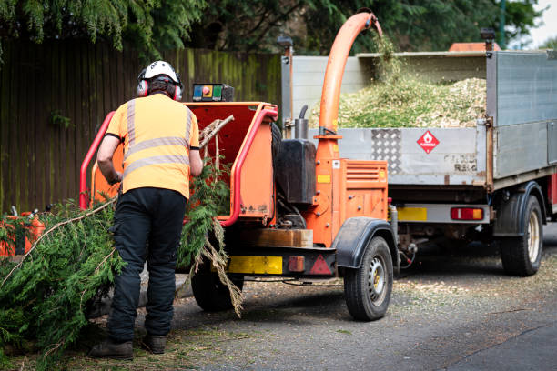 Reliable Jefferson, TX Tree Care Services Solutions