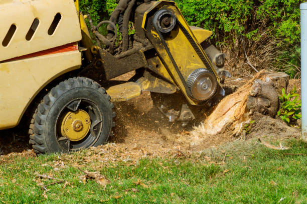 Best Lawn Drainage Solutions  in Jefferson, TX